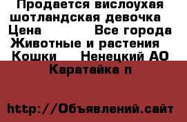 Продается вислоухая шотландская девочка › Цена ­ 8 500 - Все города Животные и растения » Кошки   . Ненецкий АО,Каратайка п.